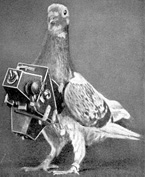 A pigeon with a camera strapped to its chest